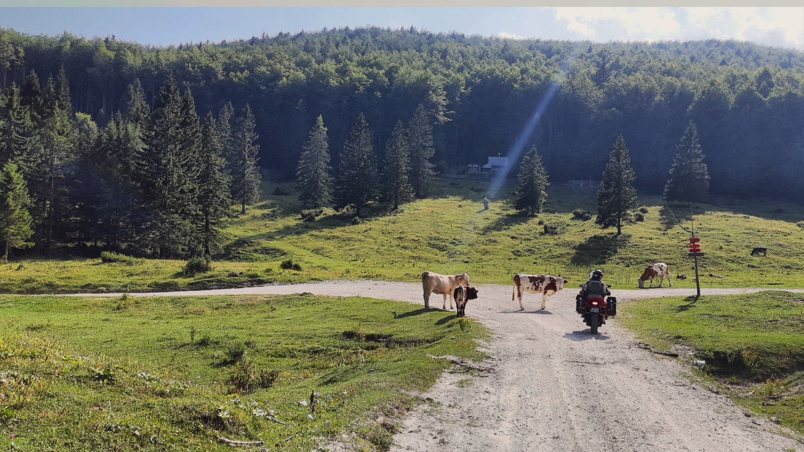 vache-road-trip-slovenie
